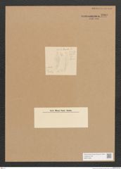 Diatomeae indet. Zeichnungen Sammlung Grunow Nr. 3900 (NHMW-BOT-W0371625)